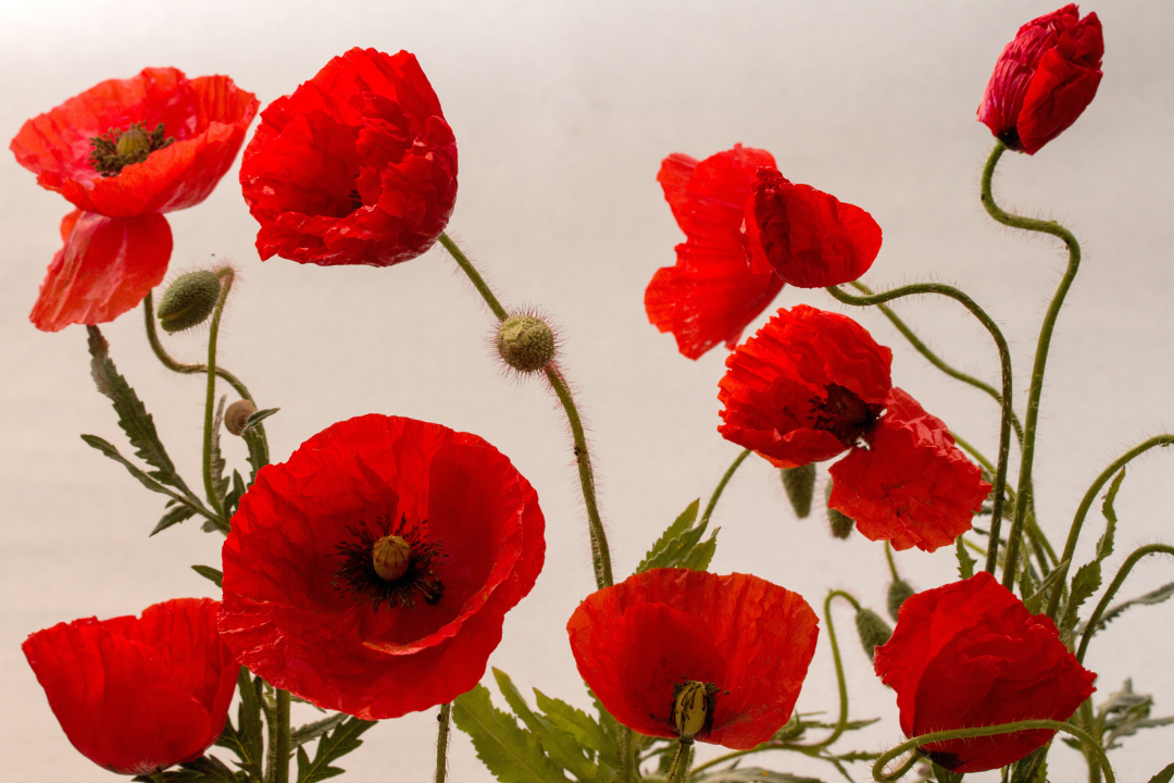 The Significance of the Poppy