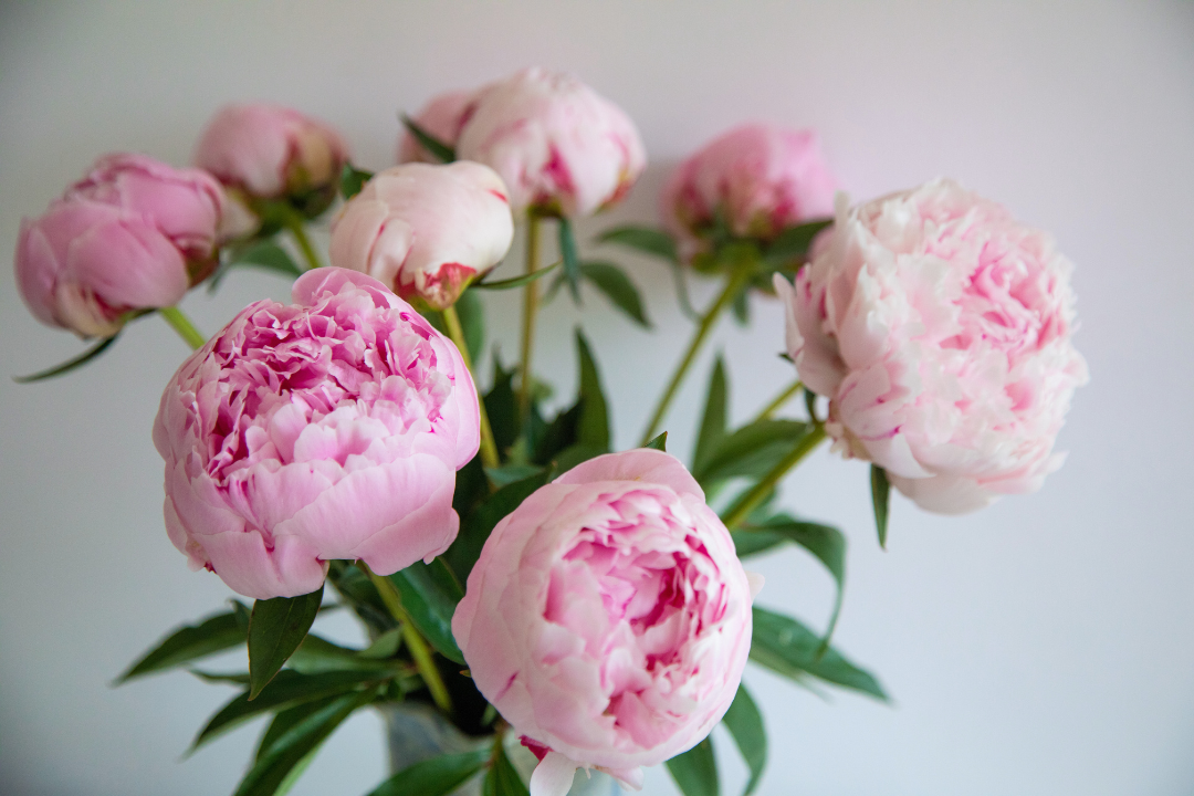 How to Get Your Peonies to Open Faster