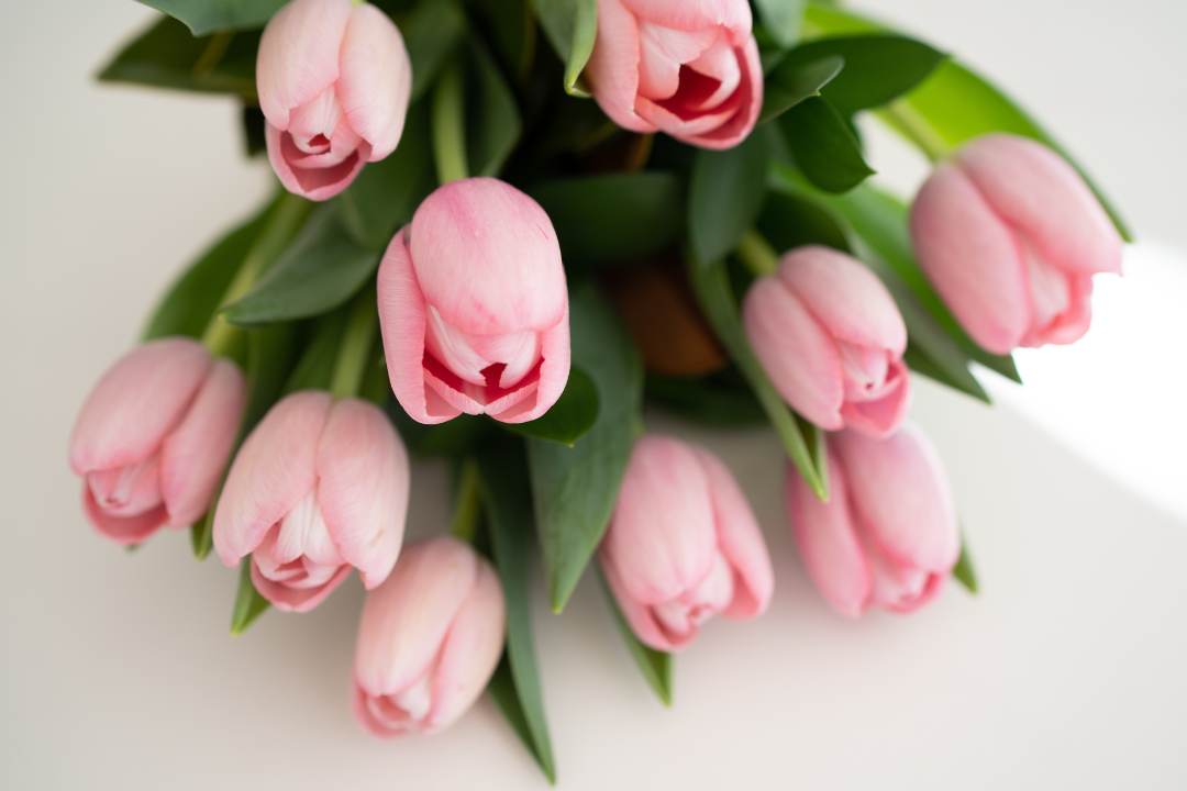 The Significance of Tulips