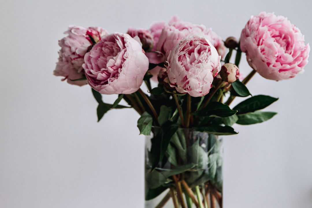 How to Care for Peonies